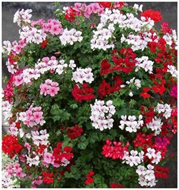 hanggeranium zaden mix