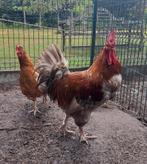 Koppel marans haan en olijflegger kip, Kip