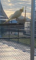 Valkparkiet, Dieren en Toebehoren, Vrouwelijk, Parkiet, Geringd