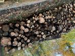 Bois de chauffage en 4m, Ophalen of Verzenden, Beukenhout, Stammen