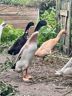 Indische loopeend, Dieren en Toebehoren, Pluimvee