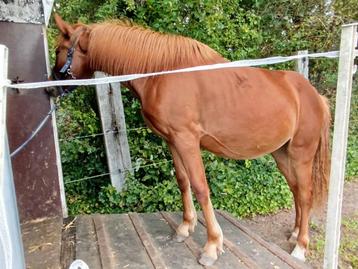 Jaarling merrie, Moins de 160 cm, Cheval western, 0 à 2 ans, Jument