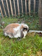 Nederlandse dwerghangoren, Plusieurs animaux, Nain, Oreilles tombantes, 0 à 2 ans