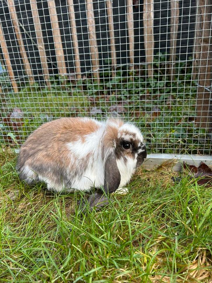 Nederlandse dwerghangoren, Animaux & Accessoires, Lapins, Nain, Plusieurs animaux, 0 à 2 ans, Oreilles tombantes