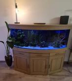 Juwel vision 450 + toebehoren, Ophalen, Gebruikt, Gevuld zoetwateraquarium