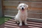 Prachtige Golden retriever pups (ouders aanwezig), Golden retriever, België, CDV (hondenziekte), 8 tot 15 weken