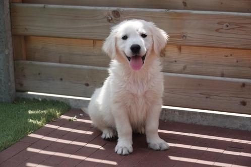 Prachtige Golden retriever pups (ouders aanwezig), Dieren en Toebehoren, Honden | Retrievers, Spaniëls en Waterhonden, Meerdere dieren