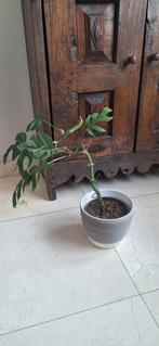 Monstera + sierpot, Enlèvement