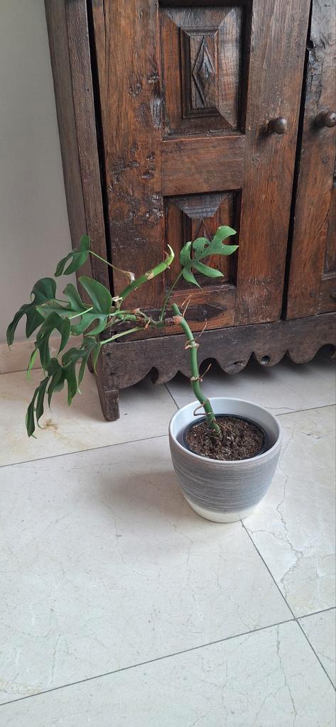 Monstera + sierpot, Maison & Meubles, Plantes d'intérieur, Enlèvement