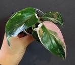 Philodendron white princess tricolor, Huis en Inrichting, Kamerplanten, Ophalen of Verzenden