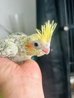 Valkparkieten, Sexe inconnu, Perruche