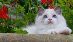 "My Epic Djazzley " super leuke Blue Bi color ragdoll kitten, Dieren en Toebehoren, Kater, Gechipt, 0 tot 2 jaar