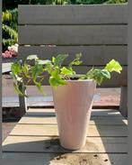 Klimop met pot 30 cm, Tuin en Terras, Ophalen, Zo goed als nieuw