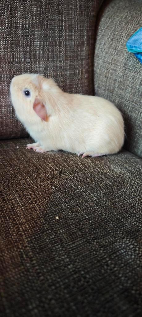 Te koop jong tam beertje, Dieren en Toebehoren, Knaagdieren, Mannelijk, Cavia, Juli, Tam