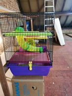 Cavia kooi, Dieren en Toebehoren, Knaagdieren en Konijnen | Hokken en Kooien, Ophalen, Zo goed als nieuw, Kooi, Cavia