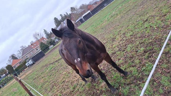 Paard te koop, Animaux & Accessoires, Moutons, Chèvres & Cochons