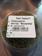 Vesicularia ferriei ( weeping mos ) 80 cc cup, Nieuw, Plant(en), Steen of Hout, Ophalen of Verzenden
