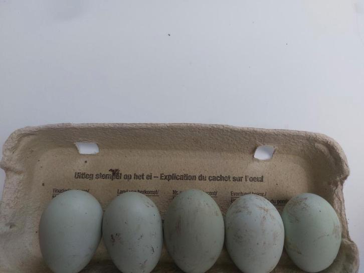 10 eitjes groenlegger. Eénmalig aanbod, Dieren en Toebehoren, Pluimvee | Toebehoren, Ophalen