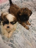 Shih-Tzu, Dieren en Toebehoren, Honden | Chihuahua's en Gezelschapshonden, België, CDV (hondenziekte), 8 tot 15 weken, Meerdere