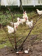 Poule de Bresse, Dieren en Toebehoren