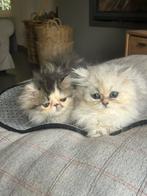 Prachtige Perzische kittens, Meerdere dieren, Gechipt, 0 tot 2 jaar
