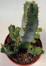 Euphorbia Resinifera, Huis en Inrichting, Kamerplanten, Minder dan 100 cm, Verzenden, Vetplant