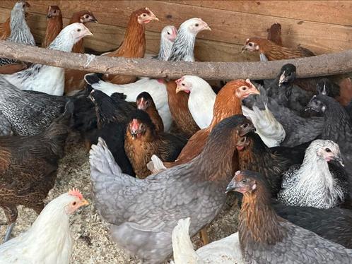 Legkippen op pasen en paasmaandag van 10-16uur, Dieren en Toebehoren, Pluimvee