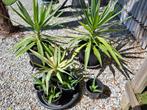 7 yucca planten,2 grote 1 kleine en 4 scheuten voor 20€, Tuin en Terras, Ophalen, Bloeit niet, Overige soorten