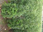 Prunus Lusitanica Angustifolia / portugese laurier, Tuin en Terras, Planten | Struiken en Hagen, Ophalen, Laurier