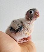 Bébés perroquets conure eam, Animaux & Accessoires, Oiseaux | Perruches & Perroquets