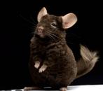 Jong chinchilla vrouw vrouwtje gezocht., Dieren en Toebehoren, Knaagdieren, Chinchilla, Vrouwelijk, Januari, Tam
