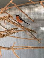 Wildkleur  goudvinken 2025