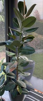 Grote ficus elastica robusta, Ophalen of Verzenden