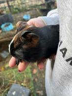 Vrouwelijke cavia, Dieren en Toebehoren, Knaagdieren, Cavia, Vrouwelijk, Tam, September