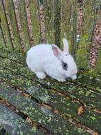Dwergkonijn Ram, Dieren en Toebehoren, Konijnen, Mannelijk, Dwerg, 0 tot 2 jaar