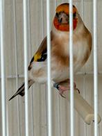 Putter, Dieren en Toebehoren, Vrouwelijk, Wildzangvogel, Geringd