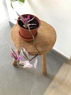 tradescantia nanouk, Ophalen, Overige soorten