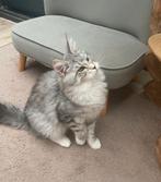 Maine coon, Dieren en Toebehoren, Poes, Gechipt, 0 tot 2 jaar