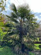 7 palmbomen te koop - zelf uit te doen!, Tuin en Terras, 250 tot 400 cm, Ophalen of Verzenden, Palmboom