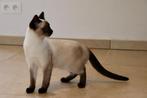 siamese puber kitten, Poes, Gechipt, 0 tot 2 jaar