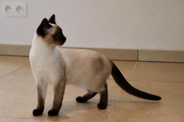 siamese puber kitten beschikbaar voor biedingen