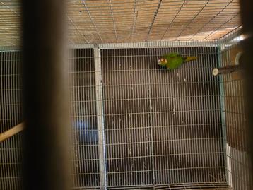 Koppel cruentata  beschikbaar voor biedingen