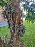 Trachycarpus fortunei zaadjes, Ophalen of Verzenden, Palmboom