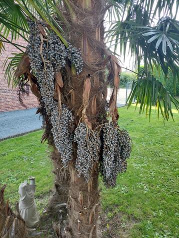 Trachycarpus fortunei zaadjes