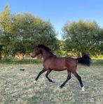 Prachtige jaarling kwpn dressuur-mensport grote maat, Dieren en Toebehoren, Paarden, Gechipt, Dressuurpaard, 0 tot 2 jaar, Hengst