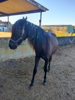 2 jarige merrie, Dieren en Toebehoren, Paarden, Minder dan 160 cm, 0 tot 2 jaar, Onbeleerd, Recreatiepaard