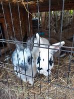 Konijnen, Dieren en Toebehoren, Meerdere dieren, 0 tot 2 jaar