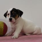 Jack Russell - pups te koop (Belgisch), Dieren en Toebehoren, België, Jack Russell Terriër, Handelaar, CDV (hondenziekte)