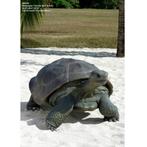 Galapagos Tortoise – Schildpad beeld Lengte 154 cm, Verzamelen, Nieuw, Ophalen of Verzenden