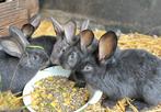 Jonge vlaamse reuzen, Dieren en Toebehoren, Konijnen